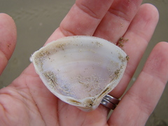 Crassula aequilatera