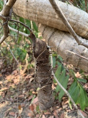 Bauhinia