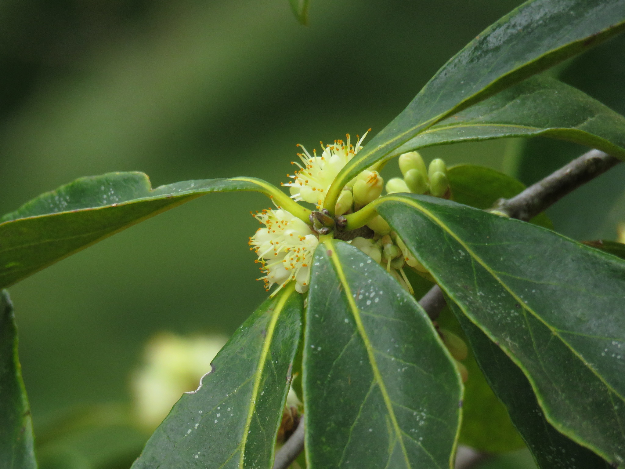 Symplocos tinctoria