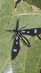 Leucotmemis nexa
