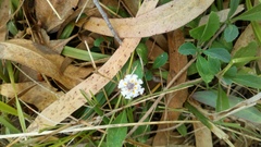 Phyla nodiflora minor