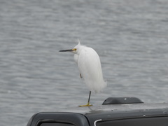 Egretta thula
