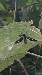 Leucotmemis nexa
