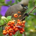 Speckled Mousebird - Photo (c) Colin Ralston, some rights reserved (CC BY-NC)