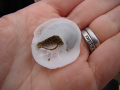 Sigapatella novaezelandiae