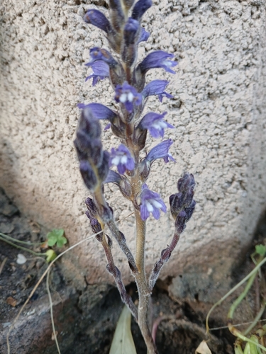 Dwarf Sorrel Broomrape