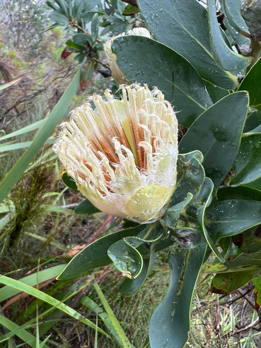 Forest Sugarbush (Protea mundii)