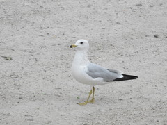 Larus delawarensis