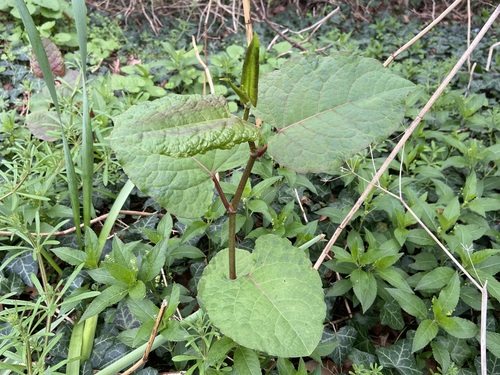 Bohemian Knotweed (Reynoutria ×)
