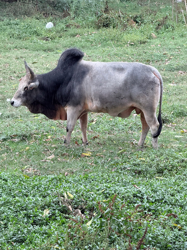 Indicine Cattle