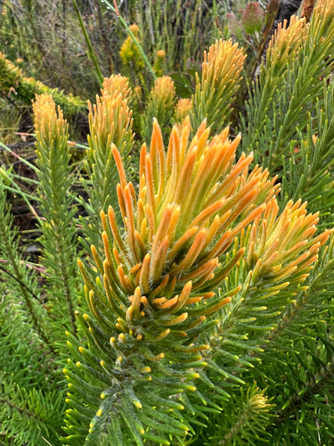Buttbush (Retzia capensis)
