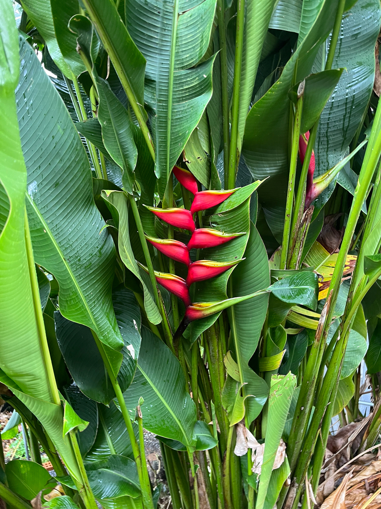 Lobster Claw Heliconia (Heliconia bihai)