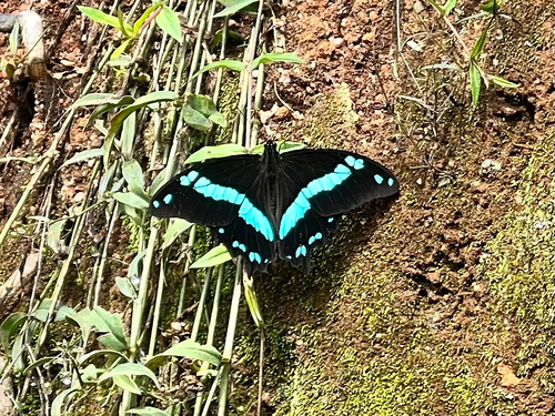 Greenband Swallowtail