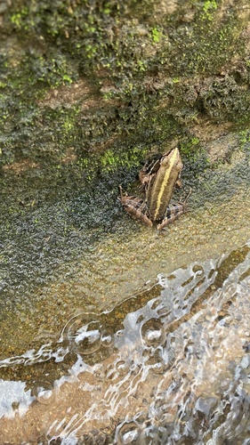 Guangdong Music Frog