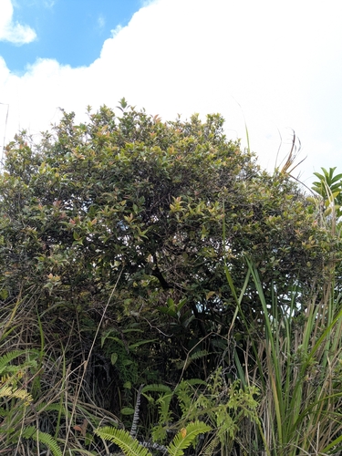 Decaspermum fruticosum observed 2026-03-29