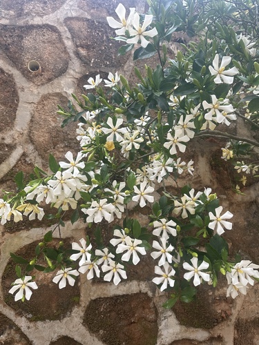 common gardenia