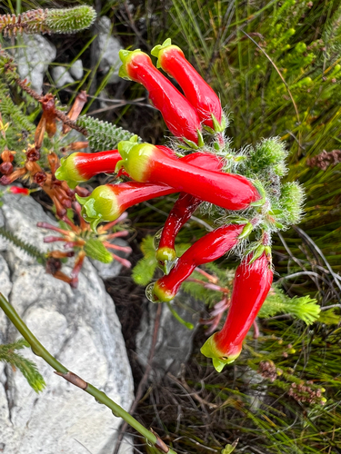 Firewheel Heath (Erica massonii)