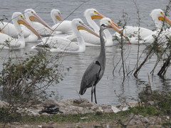 Ardea herodias