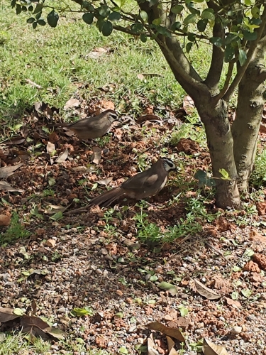 White-browed Laughingthrush