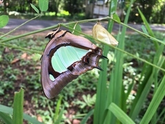Polyura