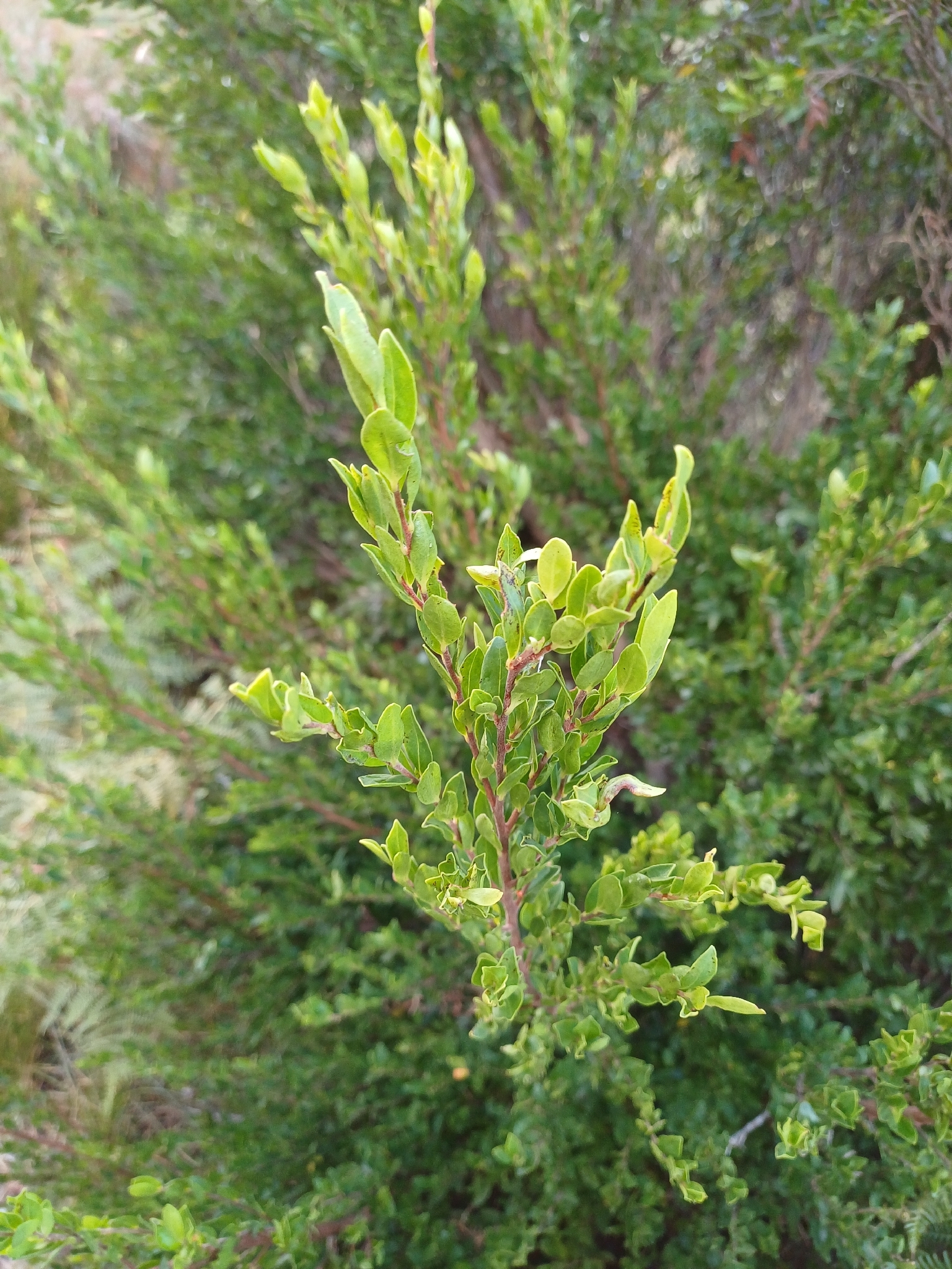 Blueberry Bush (Diospyros glabra)