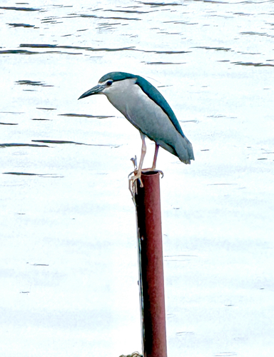 Black-crowned Night Heron