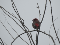 Haemorhous mexicanus