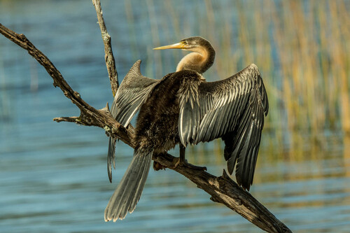 iNaturalist: (c) jean hirons, some rights reserved (CC BY-NC), uploaded by jean hirons iNaturalist image