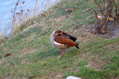 Alopochen aegyptiaca