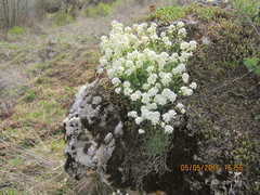 Schivereckia podolica