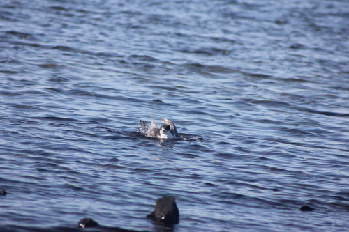 iNaturalist: (c) Nav, some rights reserved (CC BY-NC), uploaded by Nav iNaturalist image