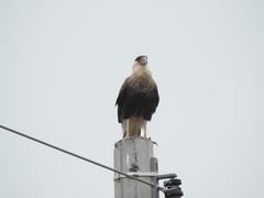 Caracara plancus