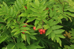 Sorbus sambucifolia