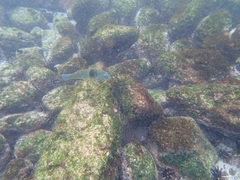 Halichoeres nicholsi
