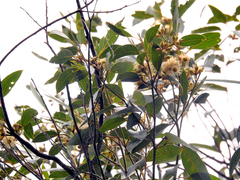 Sumpf-mahagoni (Eucalyptus robusta)