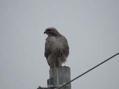 Buteo jamaicensis