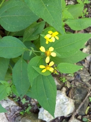 Greenmaniella resinosa