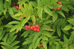Sorbus sambucifolia