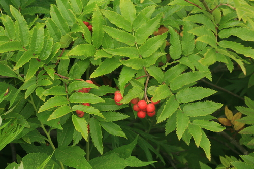 Siberian Mountain Ash