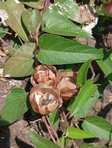 Turpeth (Operculina turpethum)