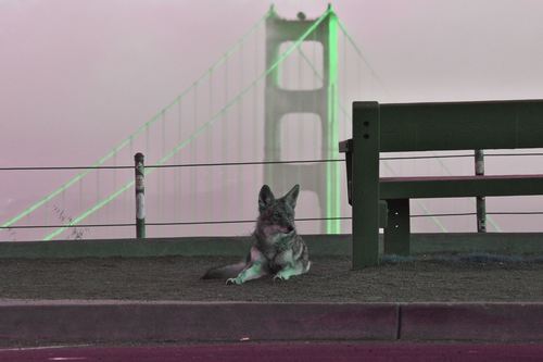 Coyote photographed in California