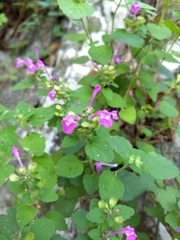 Scutellaria seleriana