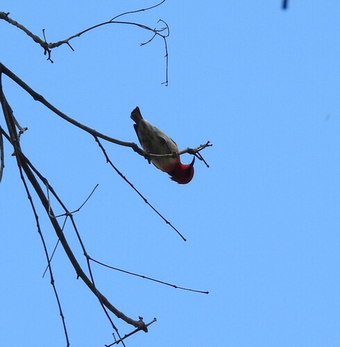 Scarlet Myzomela (Myzomela sanguinolenta), photo 6