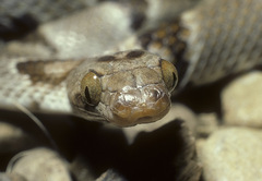 Trimorphodon vilkinsonii