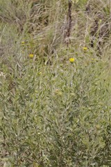 Grindelia pulchella