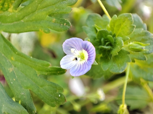 bird's-eye speedwell