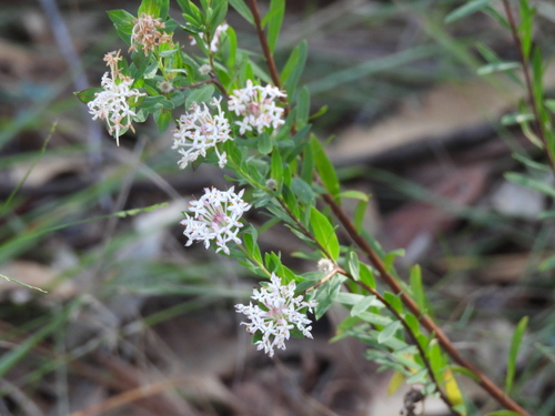 Queen of the Bush (Pimelea linifolia)