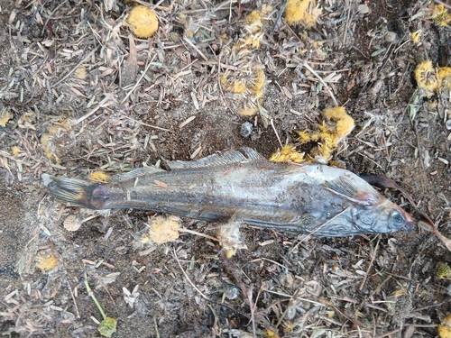 African butter catfish (Schilbe mystus) — Schilbeidae