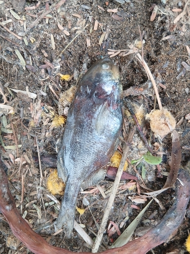 Elephant Fish (Pollimyrus isidori) — Mormyridae
