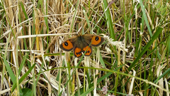 Argyrophenga antipodum